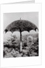 Umbrella Shaped Tree From Garden by Anonymous