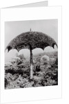 Umbrella Shaped Tree From Garden by Anonymous