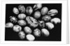 Special Easter Eggs From Czechoslovakia by Anonymous