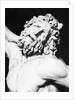 Detail of the Head of Laocoon from The Laocoon Group by Anonymous