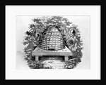 Woodcut Of A Beehive by Anonymous