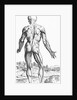 Woodcut Illustration of the Superficial Muscles in Posterior View by Andreas Vesalius