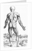 Woodcut Illustration of the Superficial Muscles in Posterior View by Andreas Vesalius