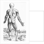 Woodcut Illustration of the Superficial Muscles in Posterior View by Andreas Vesalius