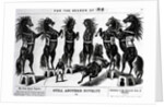 Horses Performing In Circus by Anonymous