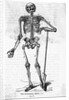 Human Body Skeleton by Anonymous