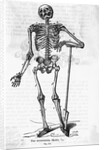 Human Body Skeleton by Anonymous
