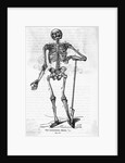Human Body Skeleton by Anonymous