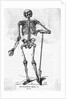Human Body Skeleton by Anonymous