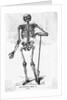 Human Body Skeleton by Anonymous