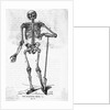 Human Body Skeleton by Anonymous