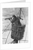 Illustration of a Sailor In Crows Nest by Anonymous