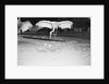 Crane Stretching Wings Above Baby Crane by Anonymous