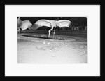 Crane Stretching Wings Above Baby Crane by Anonymous