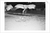 Crane Stretching Wings Above Baby Crane by Anonymous