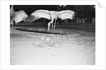 Crane Stretching Wings Above Baby Crane by Anonymous