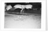 Crane Stretching Wings Above Baby Crane by Anonymous