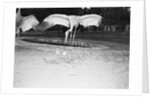 Crane Stretching Wings Above Baby Crane by Anonymous