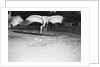 Crane Stretching Wings Above Baby Crane by Anonymous