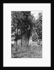 Cabin at Meriwether Lewis Birthplace by Anonymous