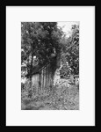 Cabin at Meriwether Lewis Birthplace by Anonymous
