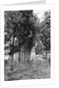 Cabin at Meriwether Lewis Birthplace by Anonymous