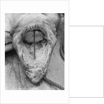 Head of Shark Lying Upside Down on Dock by Anonymous