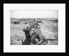 Soldiers In Trenches Firing Rifles by Anonymous
