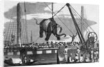 Unloading Elephants From Ship; Illustrat by Anonymous