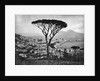 Panoramic Aerial View Of Naples by Anonymous
