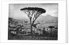 Panoramic Aerial View Of Naples by Anonymous