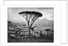 Panoramic Aerial View Of Naples by Anonymous
