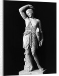 Amazon Statue In Vatican Museum by Anonymous