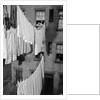 Laundry Drying on Lines by Anonymous