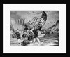 Spanish American War Marines by Anonymous