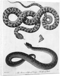 Engraved Illustration Of 2 Snakes by Anonymous