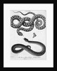 Engraved Illustration Of 2 Snakes by Anonymous