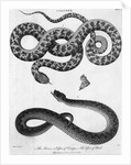 Engraved Illustration Of 2 Snakes by Anonymous