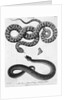 Engraved Illustration Of 2 Snakes by Anonymous
