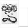Engraved Illustration Of 2 Snakes by Anonymous