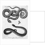 Engraved Illustration Of 2 Snakes by Anonymous