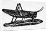 Woodcut Of A Grasshopper by Anonymous