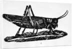 Woodcut Of A Grasshopper by Anonymous