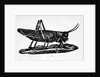 Woodcut Of A Grasshopper by Anonymous
