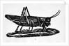 Woodcut Of A Grasshopper by Anonymous