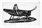 Woodcut Of A Grasshopper by Anonymous