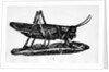 Woodcut Of A Grasshopper by Anonymous