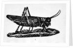 Woodcut Of A Grasshopper by Anonymous