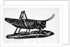 Woodcut Of A Grasshopper by Anonymous