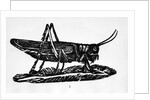 Woodcut Of A Grasshopper by Anonymous